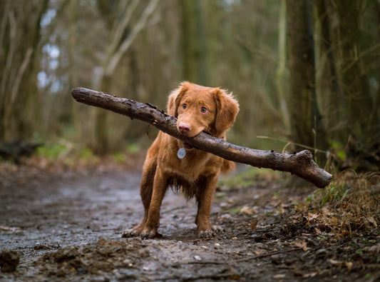 Quel type de jouet est le meilleur pour mon chien ?