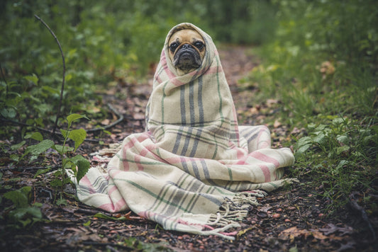 Comment savoir si mon chien a des allergies ?