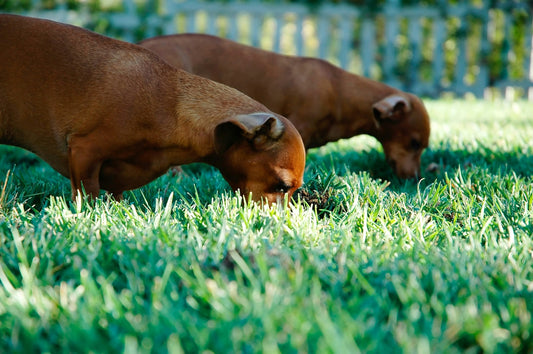Pourquoi mon chien mange-t-il de l'herbe ?