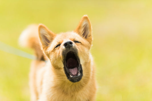 Pourquoi mon chien aboie-t-il autant ?