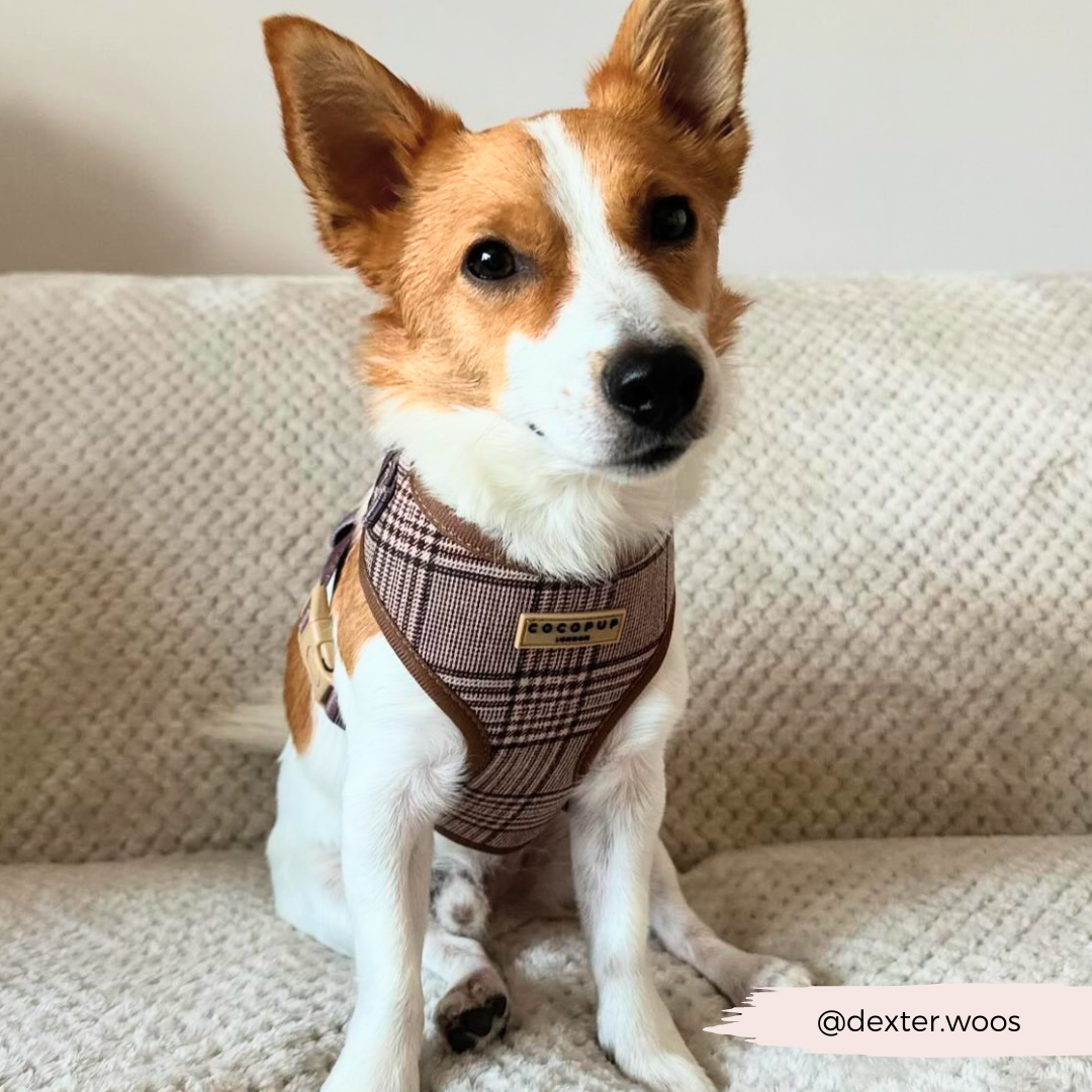 Harnais de cou réglable Pup Plaid