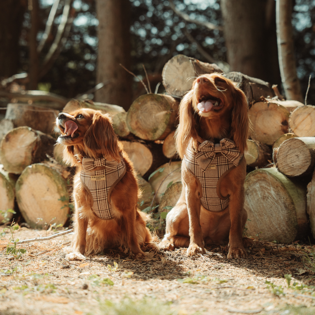Harnais de cou réglable Pup Plaid