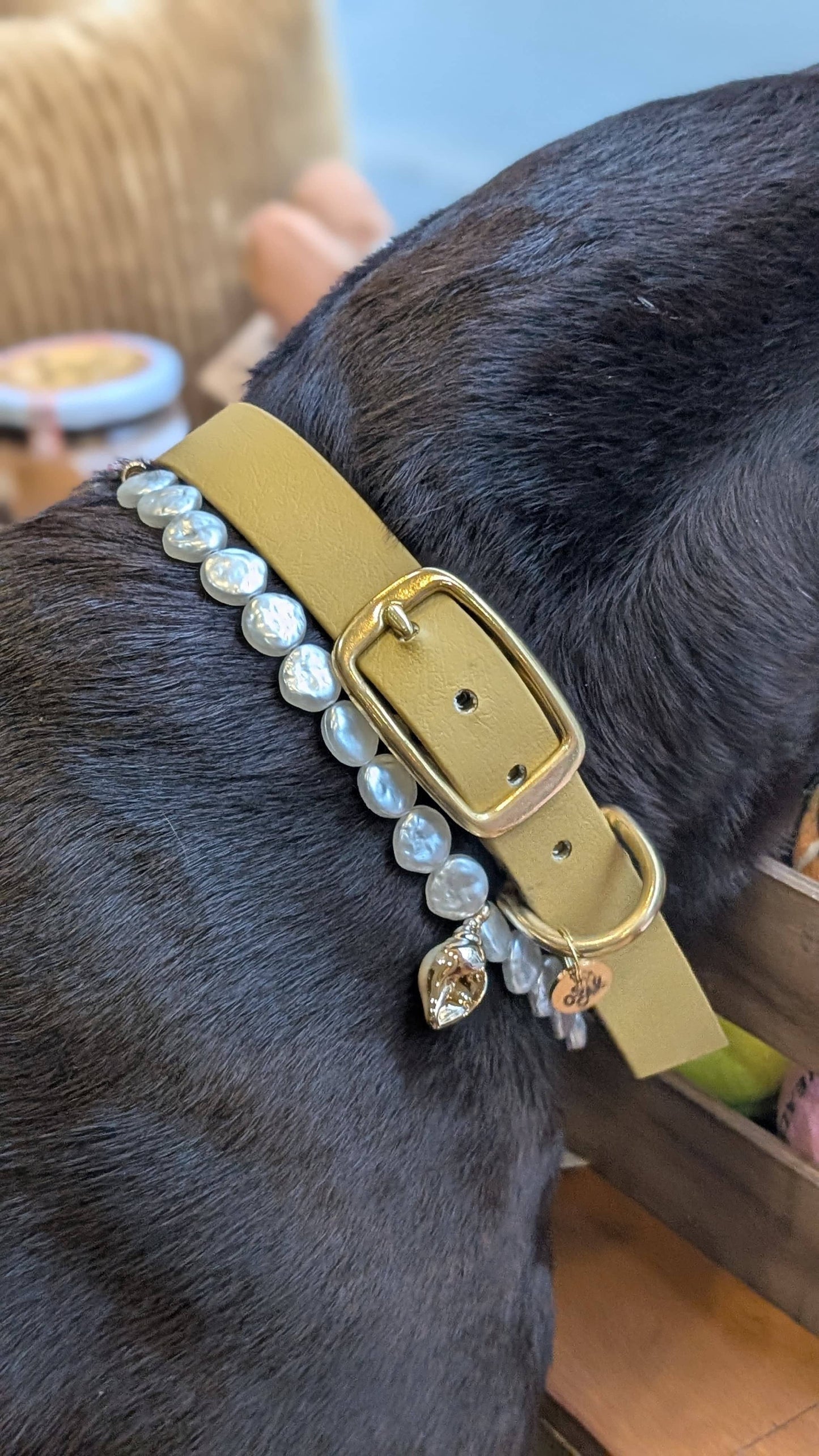 Collier de perles Isla pour chiens et chats