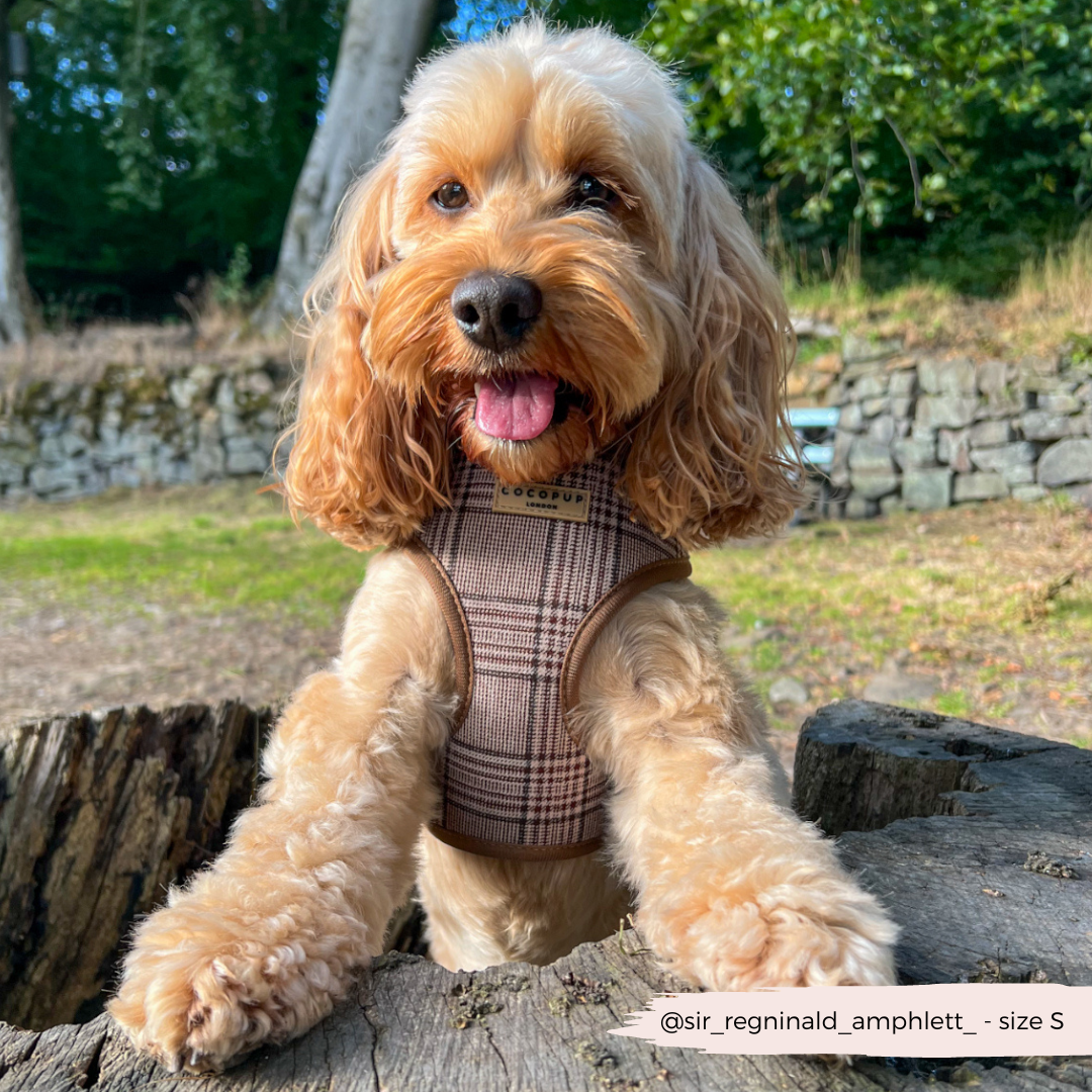 Harnais de cou réglable Pup Plaid