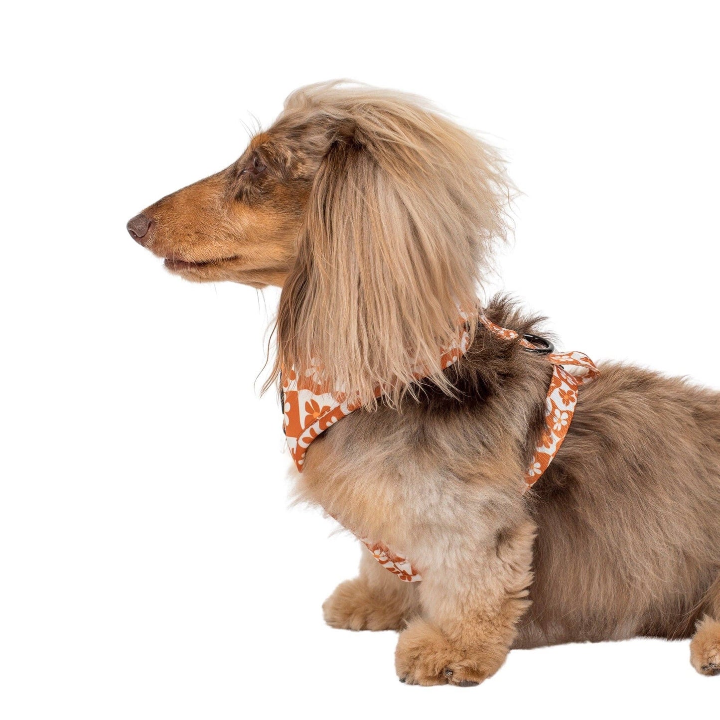 Retro Dazie : Harnais réglable pour chien