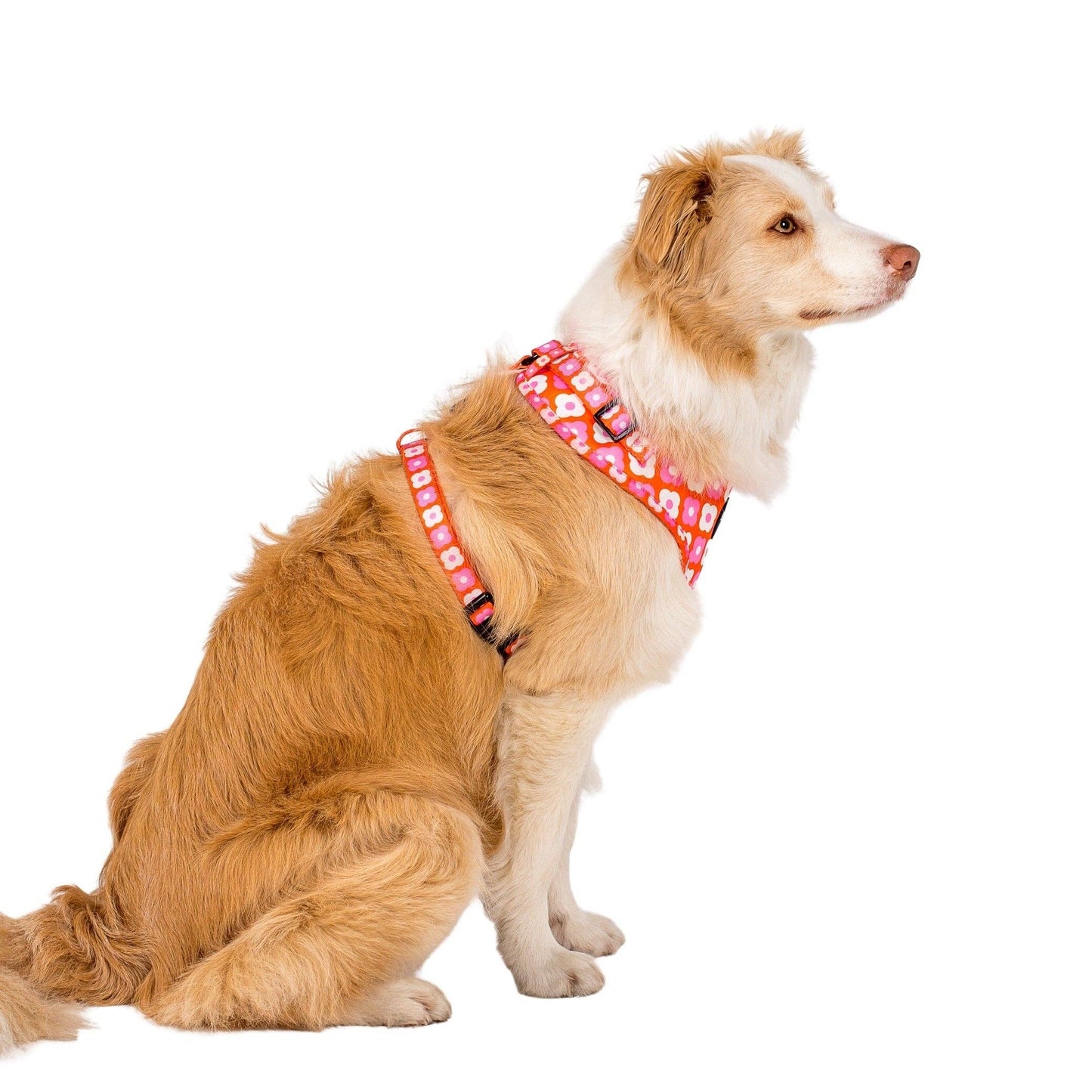 Marguerites à carreaux roses : HARNAIS RÉGLABLE POUR CHIEN