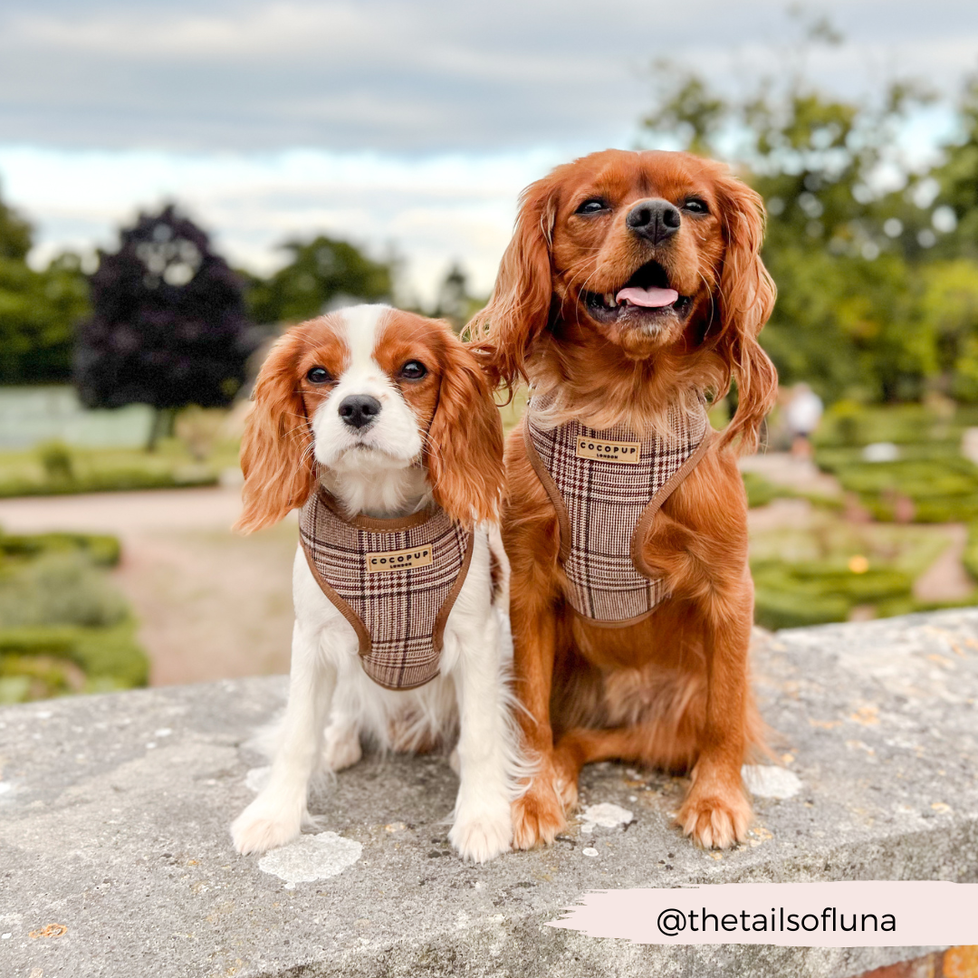 Harnais de cou réglable Pup Plaid