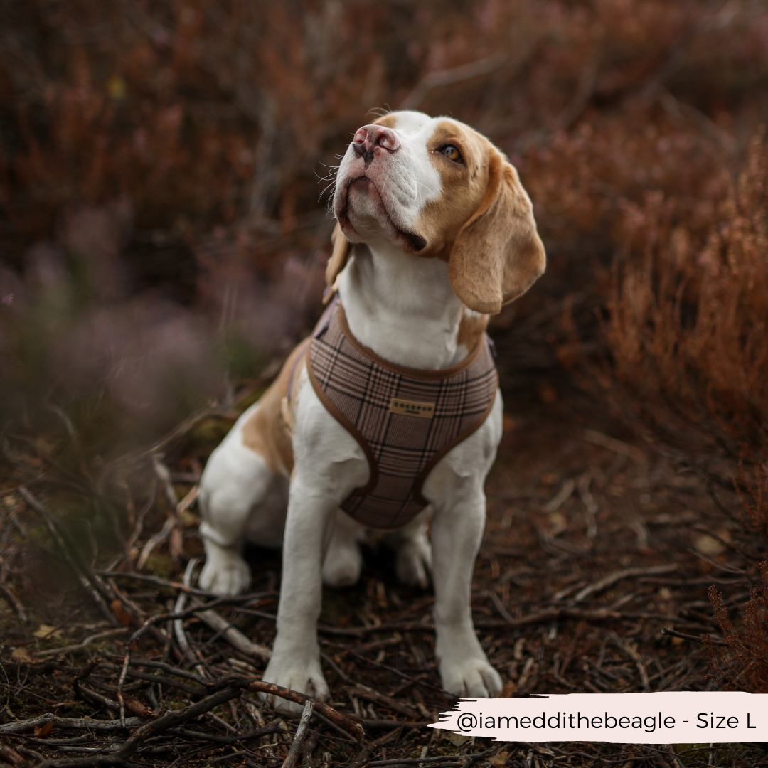 Harnais de cou réglable Pup Plaid