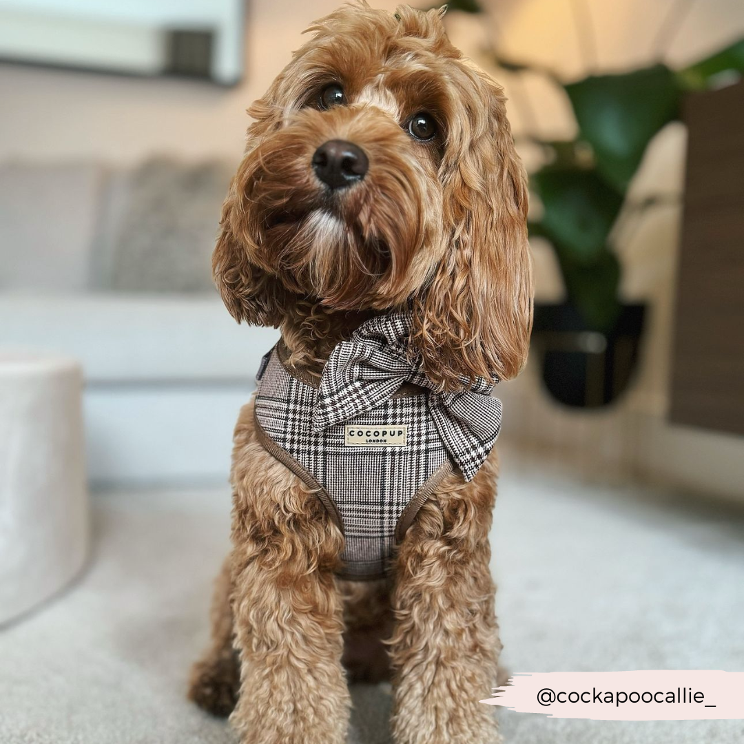 Harnais de cou réglable Pup Plaid