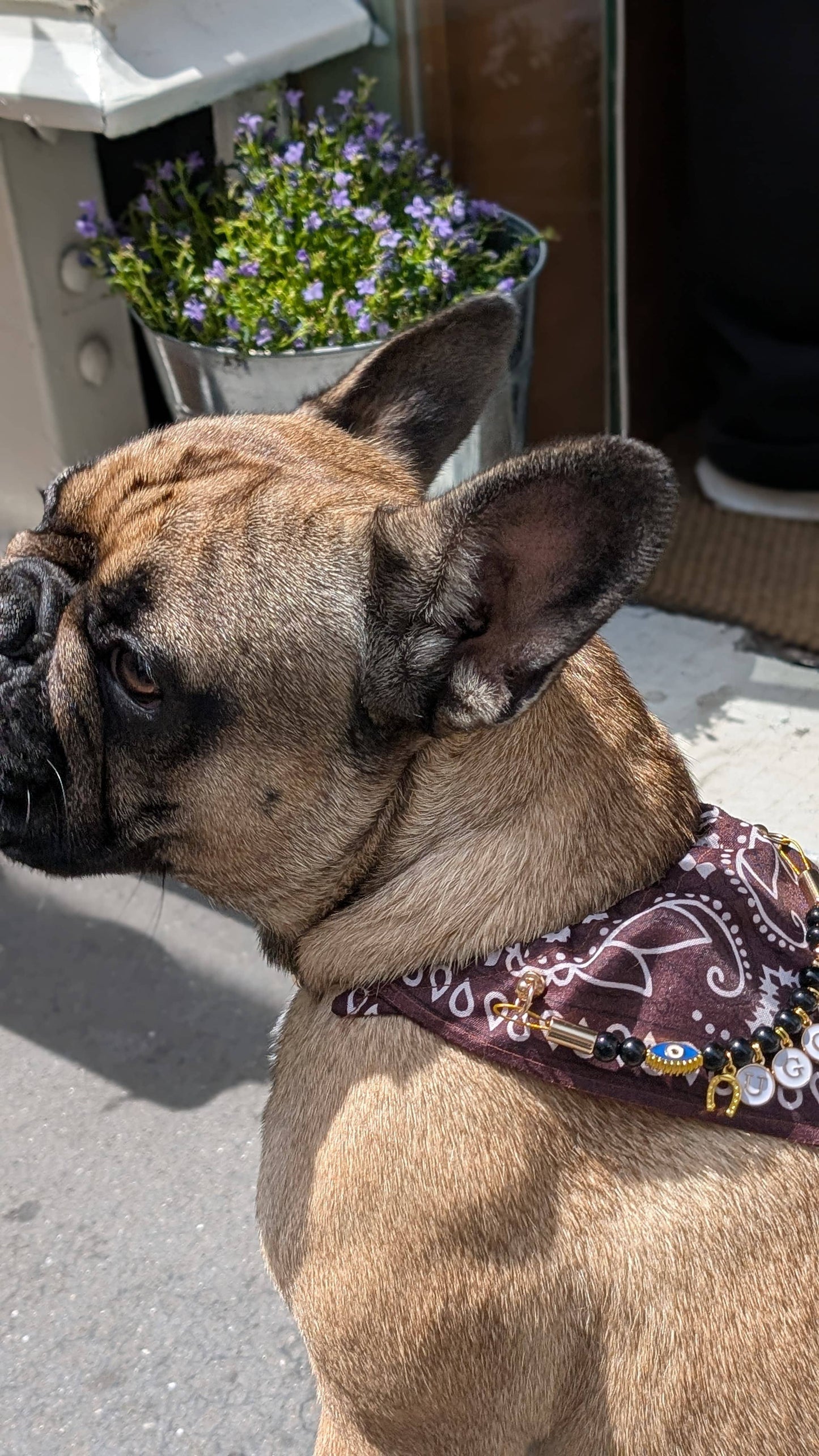 Collier bandana marron Cairo Rider pour chiens et chats