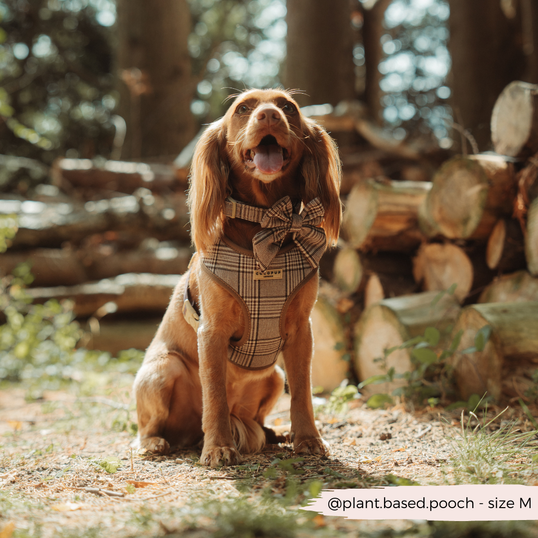 Collier à carreaux pour chiot