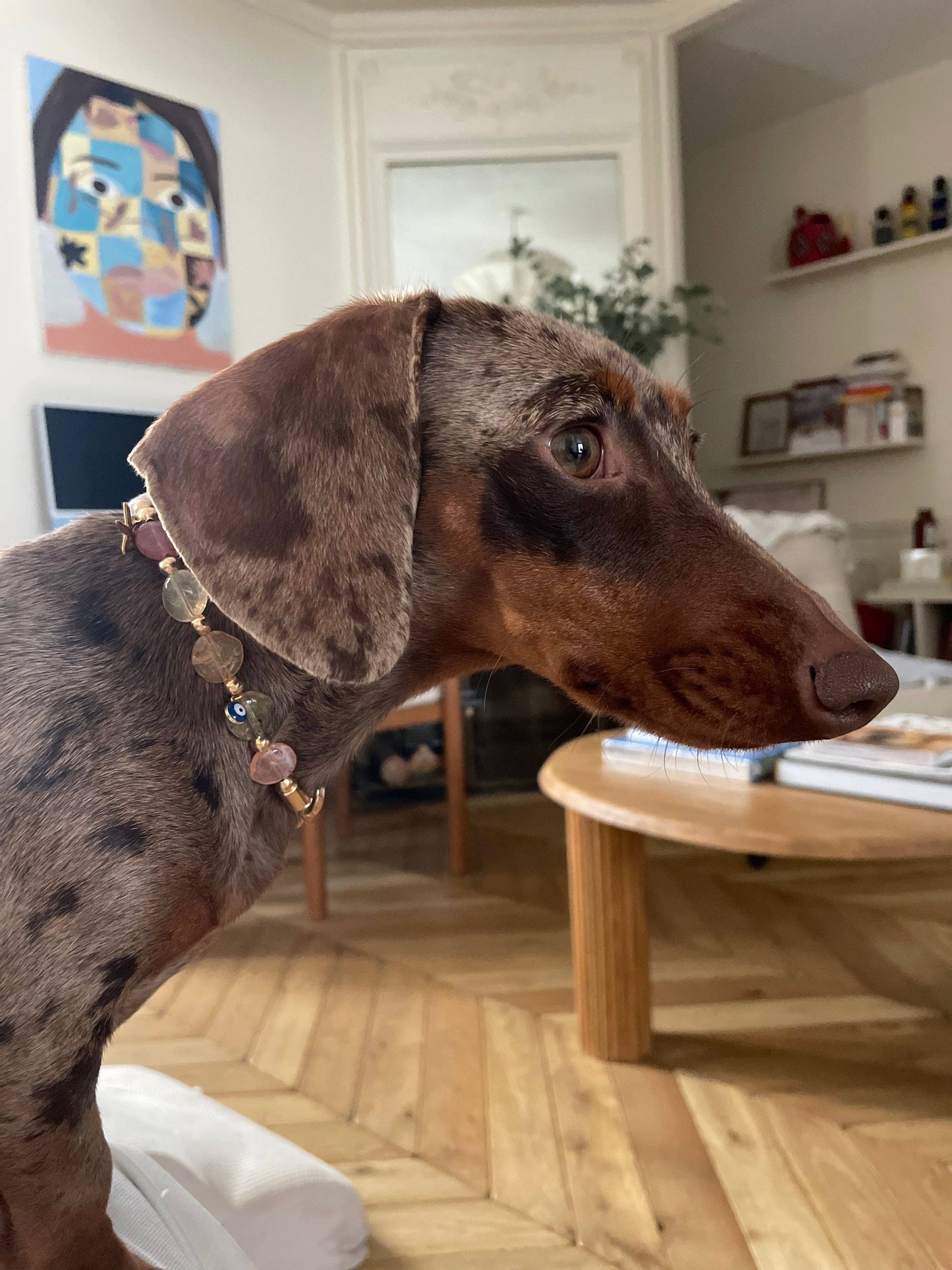 Collier de perles Calypso pour chiens et chats