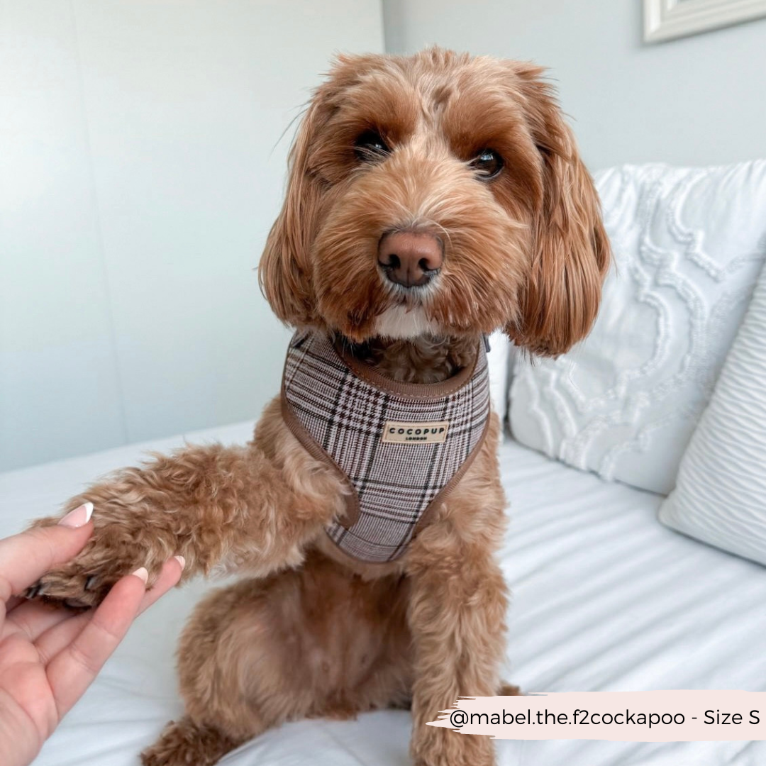 Harnais de cou réglable Pup Plaid