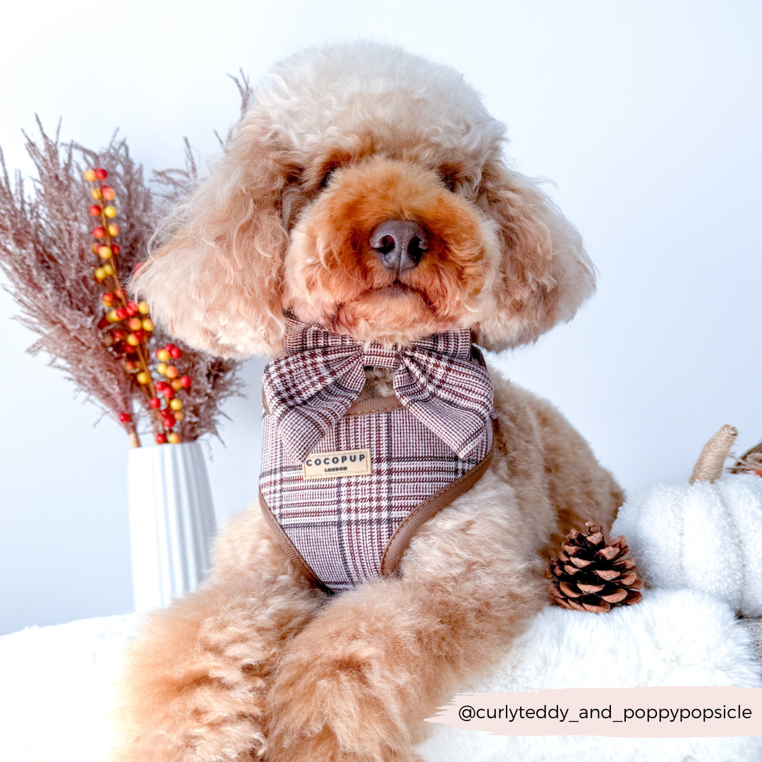 Harnais de cou réglable Pup Plaid