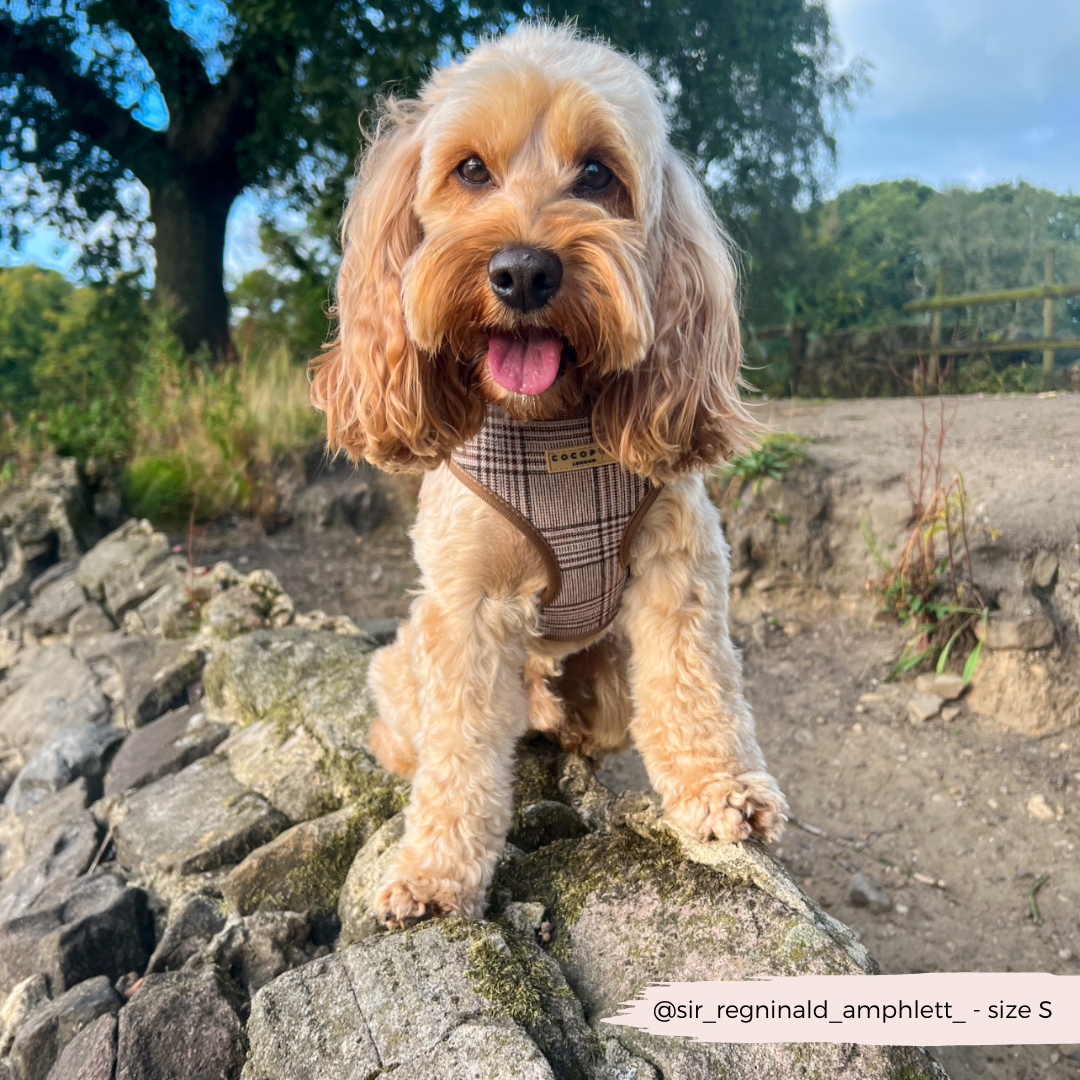 Harnais de cou réglable Pup Plaid