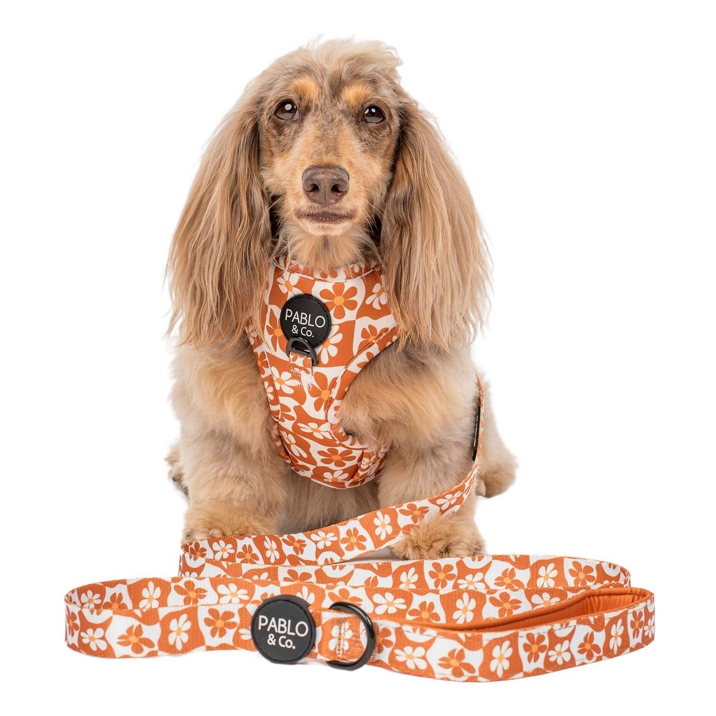 Retro Dazie : Laisse pour chien