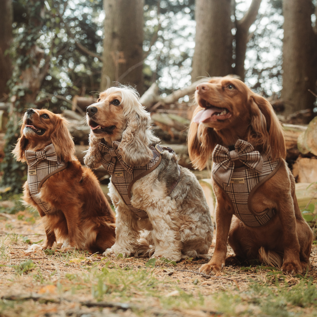 Harnais de cou réglable Pup Plaid