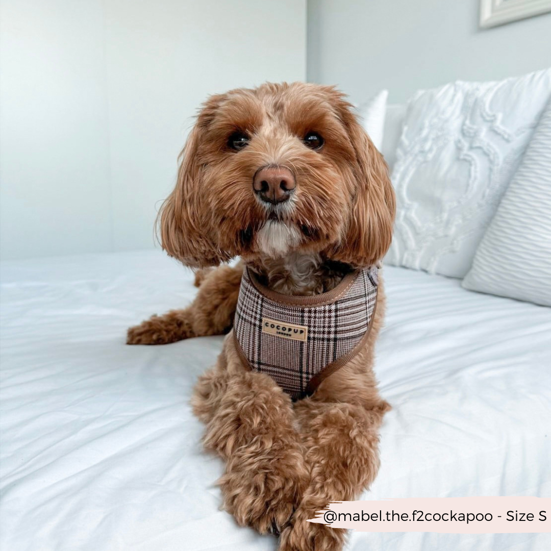 Harnais de cou réglable Pup Plaid