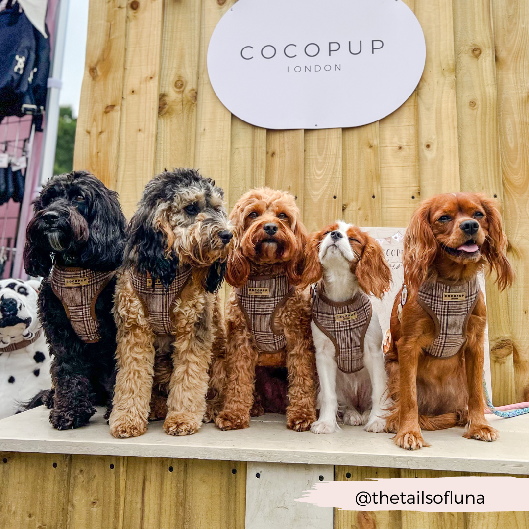 Harnais de cou réglable Pup Plaid
