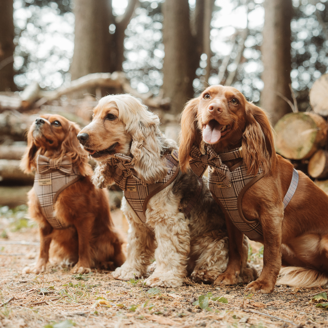 Harnais de cou réglable Pup Plaid