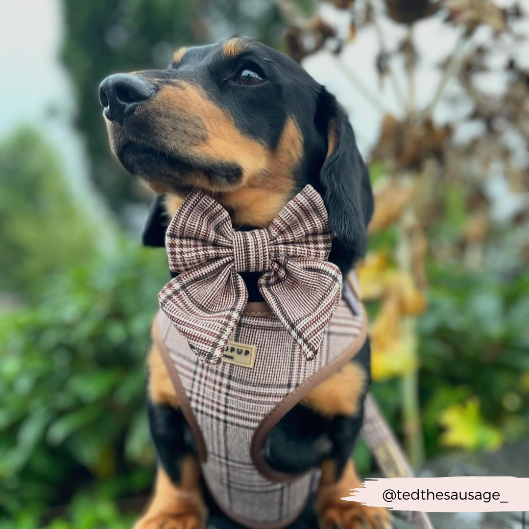 Harnais de cou réglable Pup Plaid