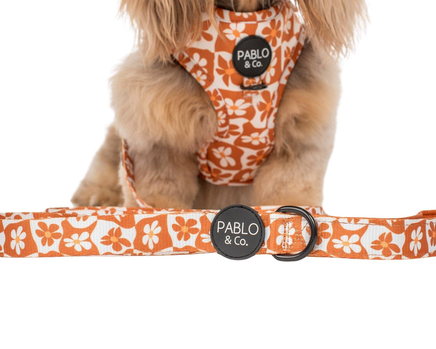 Retro Dazie : Laisse pour chien
