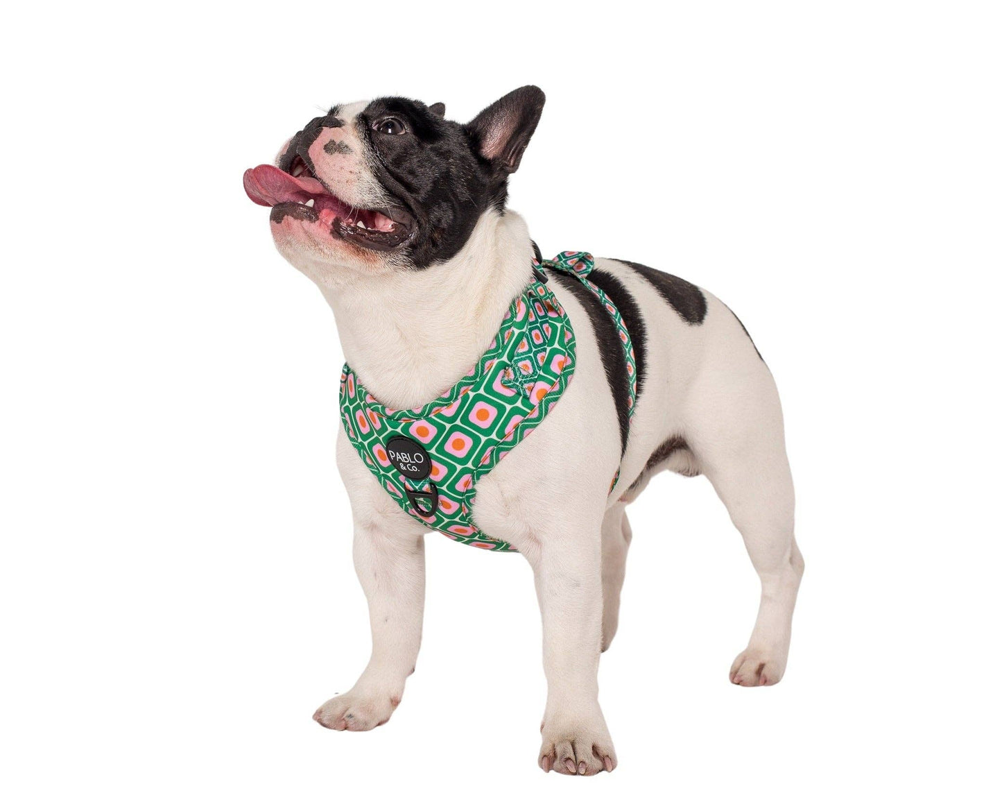 Style années 70 : harnais réglable pour chien
