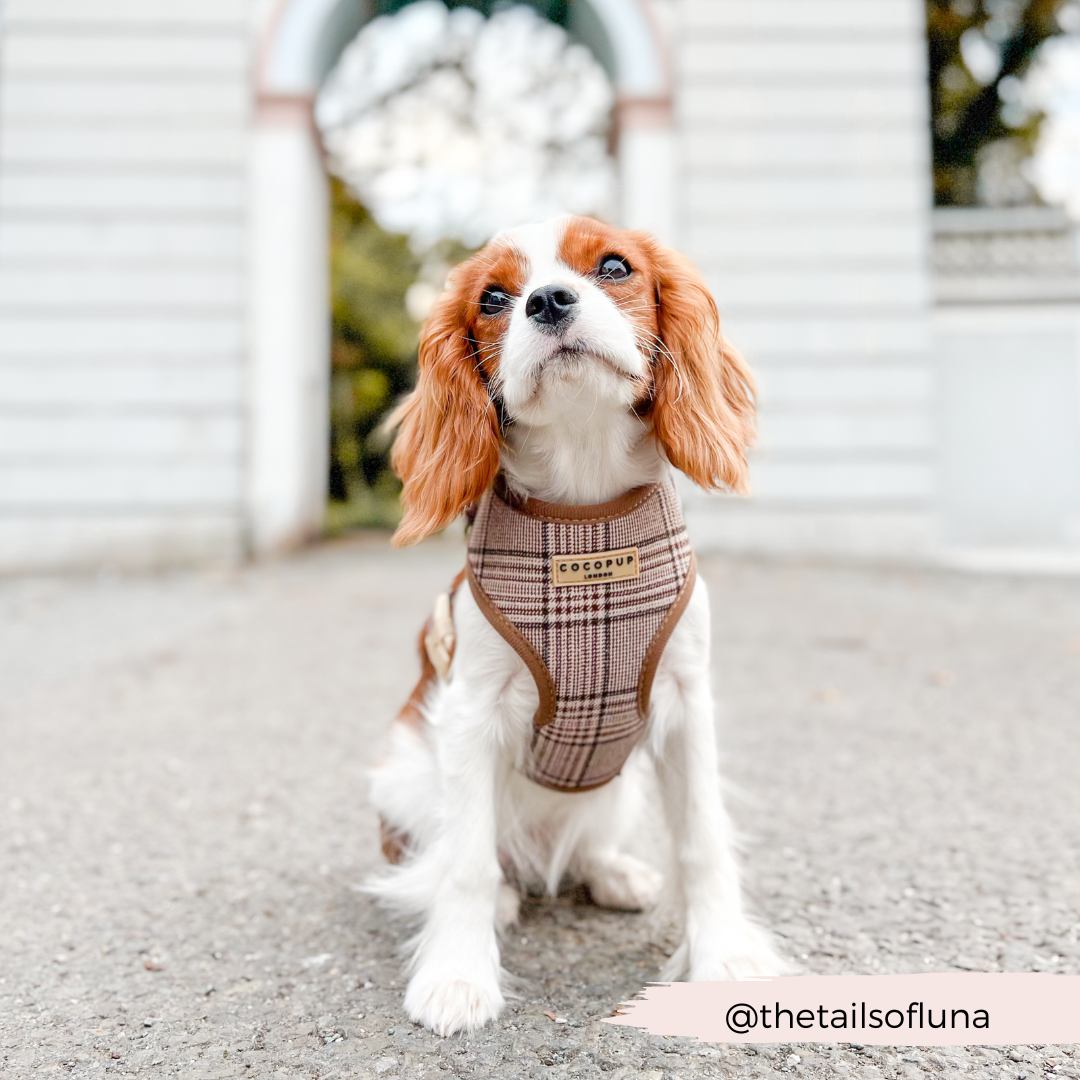 Harnais de cou réglable Pup Plaid