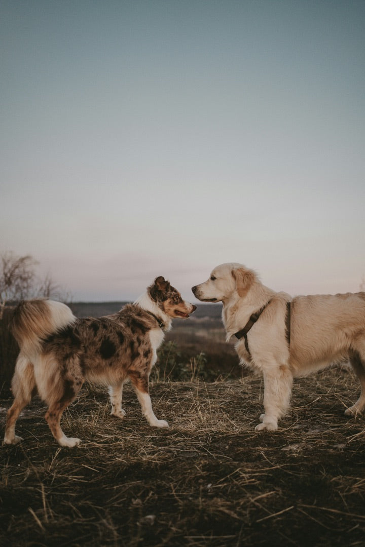 Quel est le meilleur moyen de socialiser un chien ?
