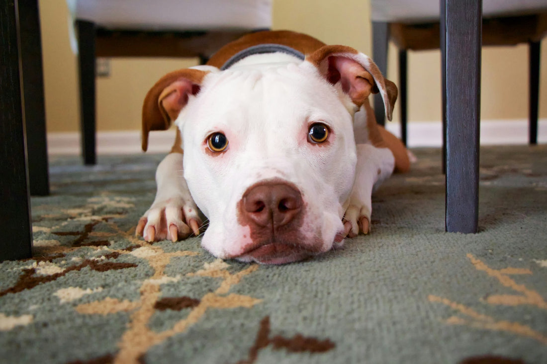 Comment reconnaître si mon chien est malade ?
