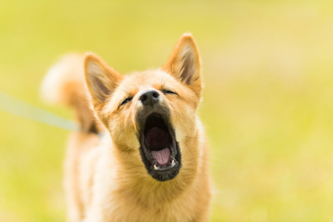 Pourquoi mon chien aboie-t-il autant ?