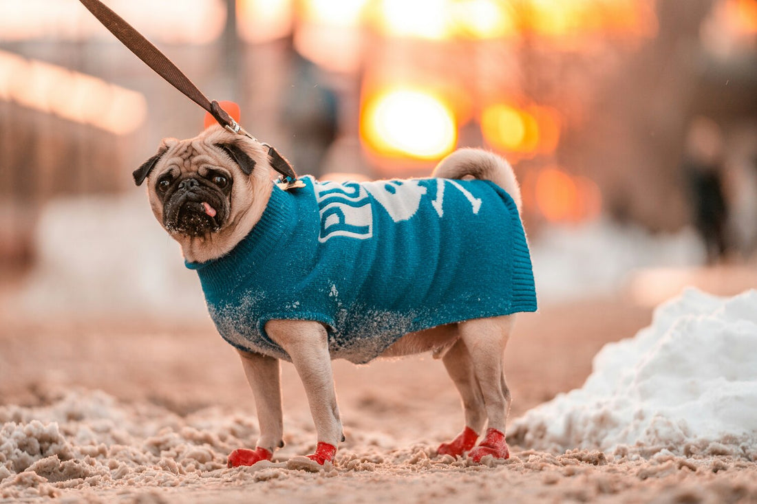Comment savoir quelle taille choisir pour le pull ou manteau de mon chien ?