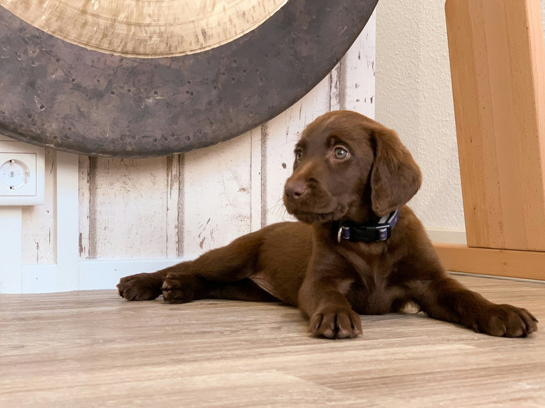 Comment entraîner votre chiot à être propre rapidement ?