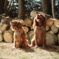 Harnais de cou réglable Pup Plaid