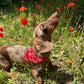 Collier bandana rouge Red Mustang pour chiens et chats