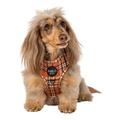 Plaid vintage : harnais réglable pour chien