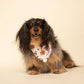 Falling Leaves Bandana