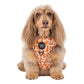Retro Dazie : Harnais réglable pour chien