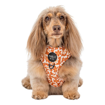 Retro Dazie : Harnais réglable pour chien