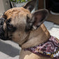 Collier bandana marron Cairo Rider pour chiens et chats