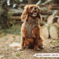 Harnais de cou réglable Pup Plaid