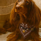 Collier bandana marron Cairo Rider pour chiens et chats