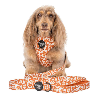 Retro Dazie : Laisse pour chien