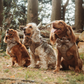 Harnais de cou réglable Pup Plaid