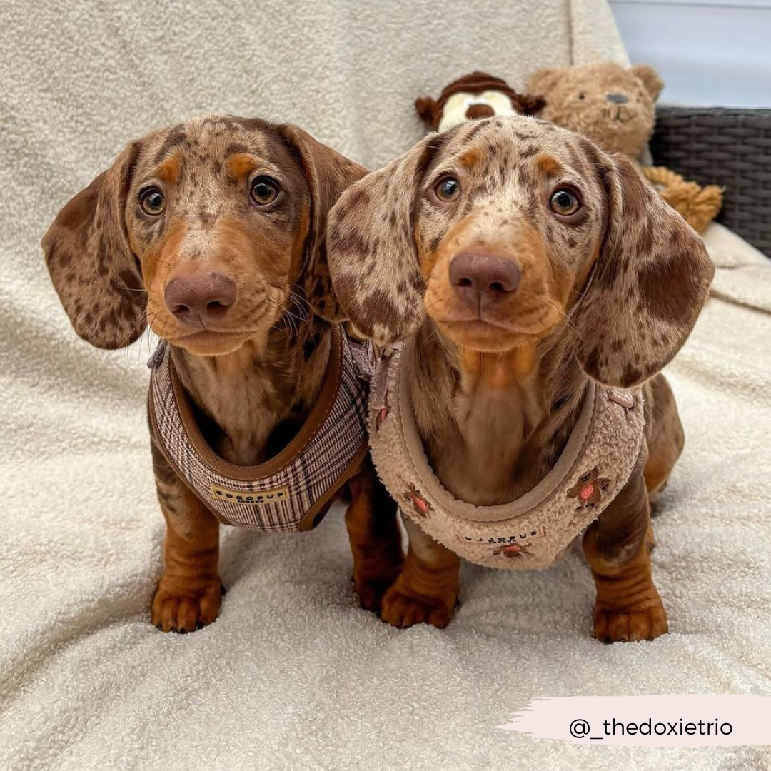 Harnais de cou réglable Pup Plaid